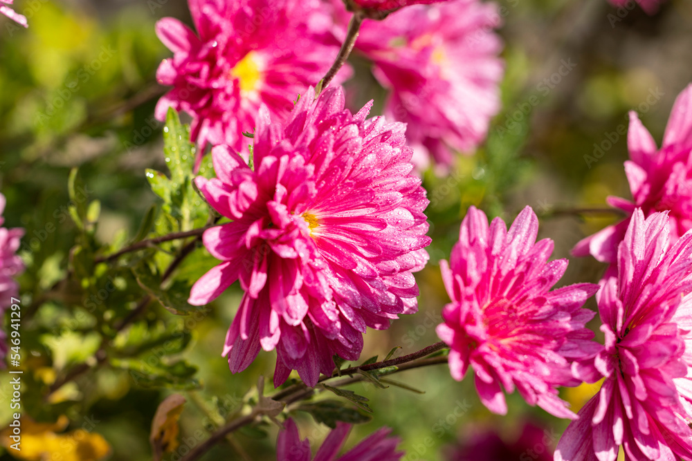 Beautiful pink violet chrysanthemum with dew drops in the garden. Sunny day, shall depth of the field Beautiful pink violet chrysanthemum with dew drops in the garden. Sunny day, shall depth of the field