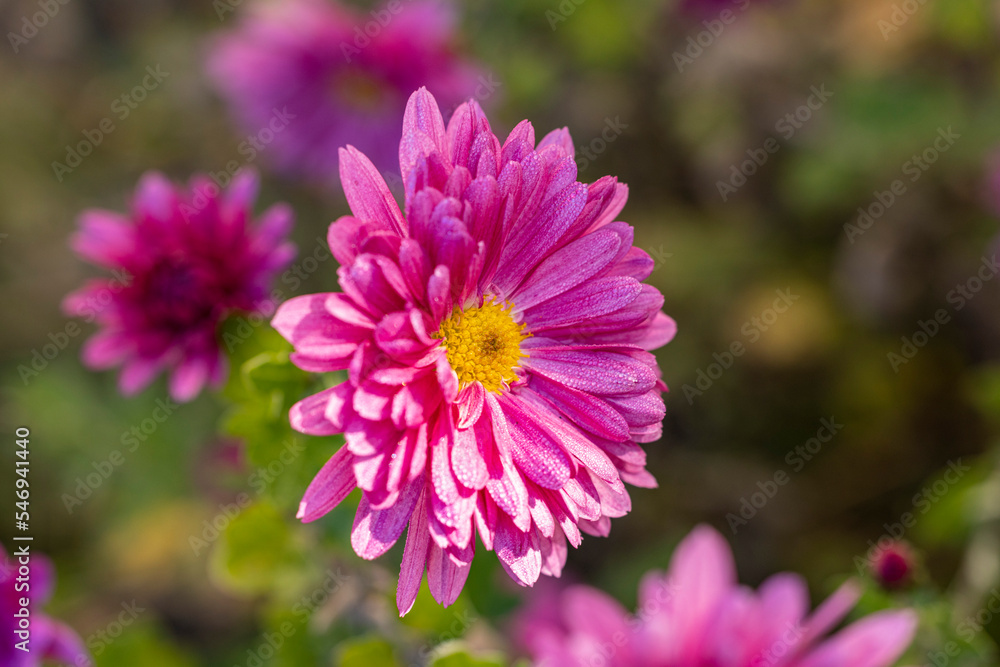Beautiful pink violet chrysanthemum with dew drops in the garden. Sunny day, shall depth of the field