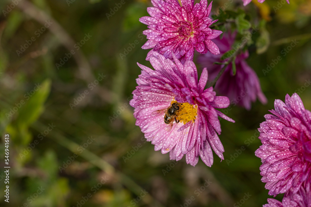 Beautiful pink violet chrysanthemum with dew drops in the garden. Sunny day, shall depth of the field Beautiful pink violet chrysanthemum with dew drops in the garden. Sunny day, shall depth of the field