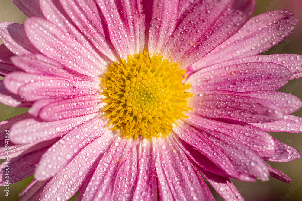 Beautiful pink violet chrysanthemum with dew drops in the garden. Sunny day, shall depth of the field