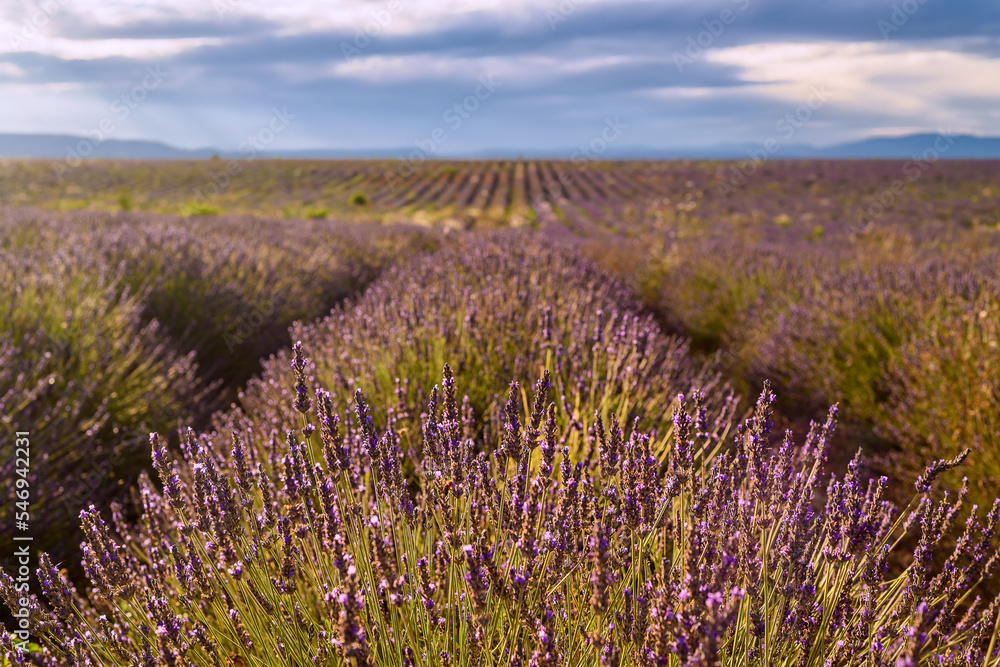 Fototapeta premium Scenic view of lavender field in Provence south of France in summer sunshine against dramatic sky