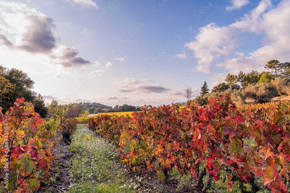 Scenic view of vineyard in Provence south of France in autumn colors against blue sky with clouds
