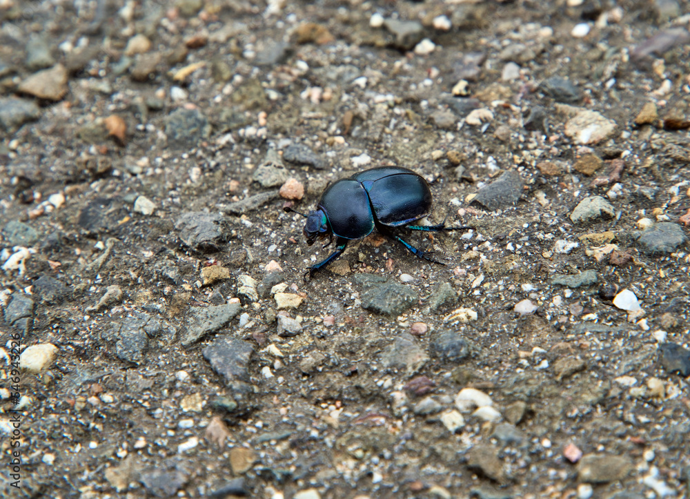 beetle on the road