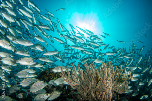 Inside sardine bait ball fish in cortez sea diving cabo pulmo photo