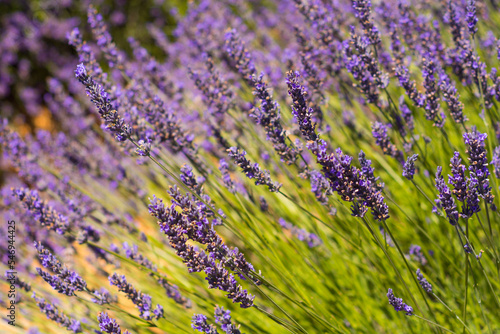 Close-up view of lavender blooming in Provence south of France