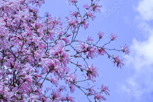 Fototapeta Naklejka Na Ścianę i Meble -  magnolia gwiaździsta, delikatne kwiaty magnolii w świetle poranka w słonecznym ogrodzie