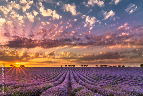 Scenic view of sunset in lavender field in Provence against dramatic sky