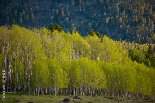 A grove of Quaking Aspen, Populus tremuloides, on Boulder Mountain in Southern Utah. photo