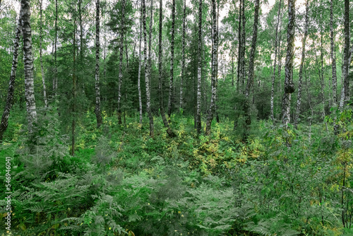 Green forest in overcast cloudy weather. Birch trees with white trunks and lush fliage of shrubs, bushes in grove. Natural nature landscape © valiantsin
