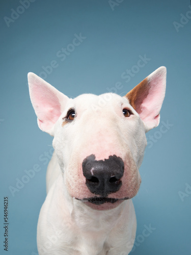 Print op canvas happy bull terrier on a blue background