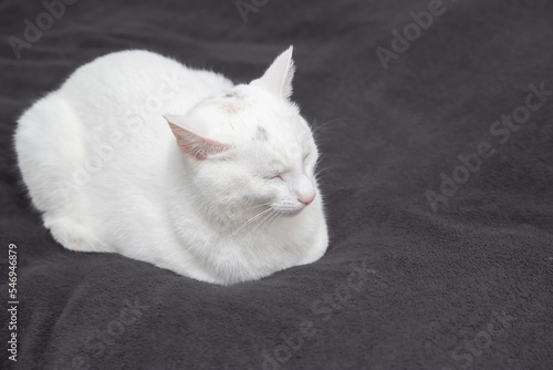 White fluffy cat sleeps on a gray blanket.