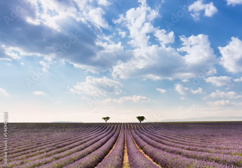 Convergent rows of a lavender field in Provence south of France against dramatic summer sky