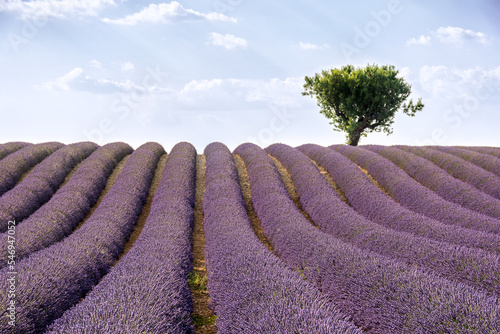 Scenic view of lavender field with almond tree in summer daylight against dramatic sky