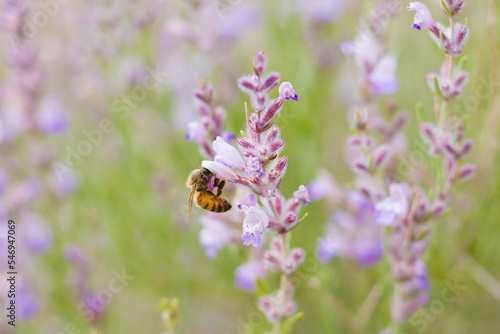 Fototapeta Naklejka Na Ścianę i Meble -  Bees pollinating Purple sage in Southern Utah desert