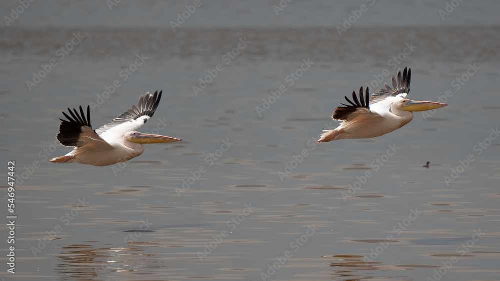 White pelican, Pelecanus onocrotalus, in Lake Kerkini, Greece. Pelicans on blue water surface. Wildlife scene from Europe nature. Bird mountain background. Birds with long orange bills. White pelican, Pelecanus onocrotalus, in Lake Kerkini, Greece. Pelicans on blue water surface. Wildlife scene from Europe nature. Bird mountain background. Birds with long orange bills.