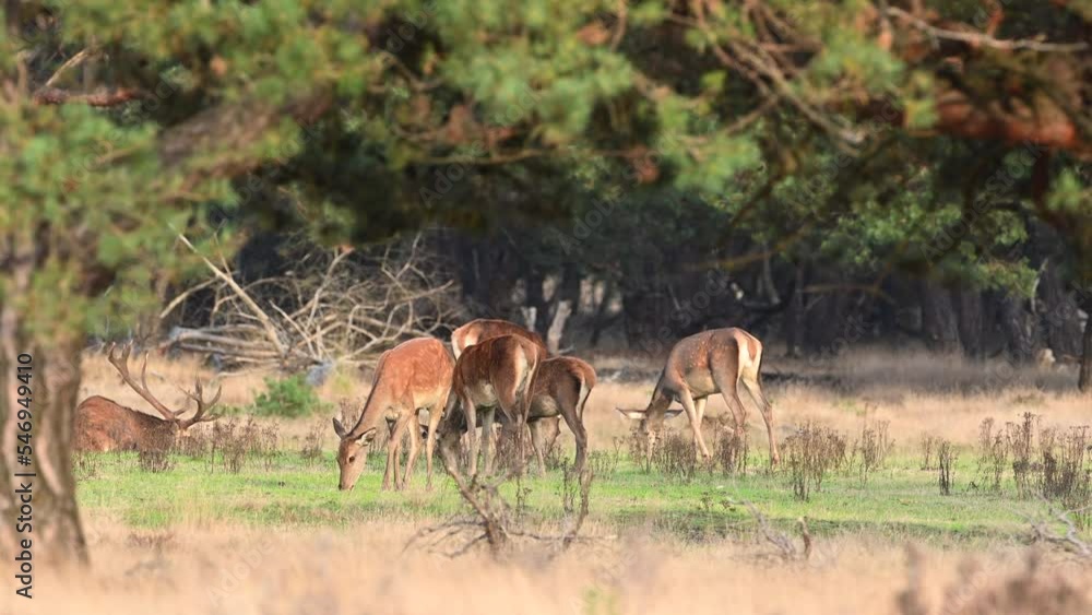 Red deer grazing in a forest during early autumn during the rutting season. Red deer grazing in a forest during early autumn during the rutting season.