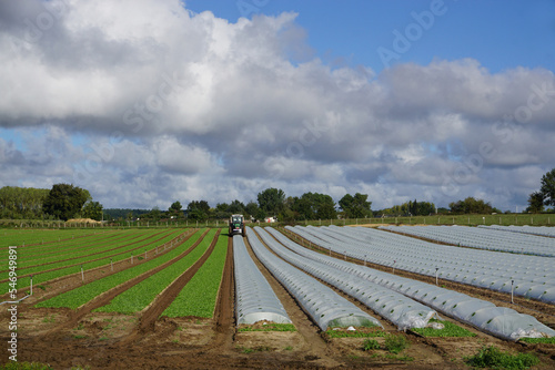 tractor putting plastic protection on rows of young lamb's lettuce in the field in France
