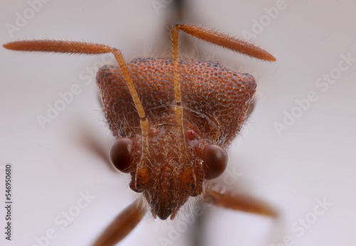 coreidae closeup photo