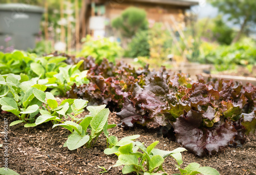 Red lettuce heads and beets growing in lush garden. Rows of mature Cimmaron romaine lettuce plants in raised garden bed ready to harvest. Heirloom salad with dark red maroon color. Selective focus. photo