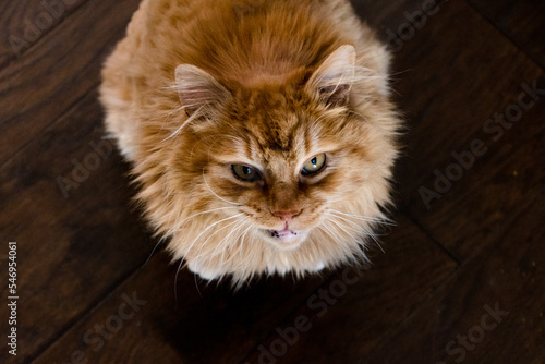 Fototapeta Naklejka Na Ścianę i Meble -  Cat on dark wood floors
