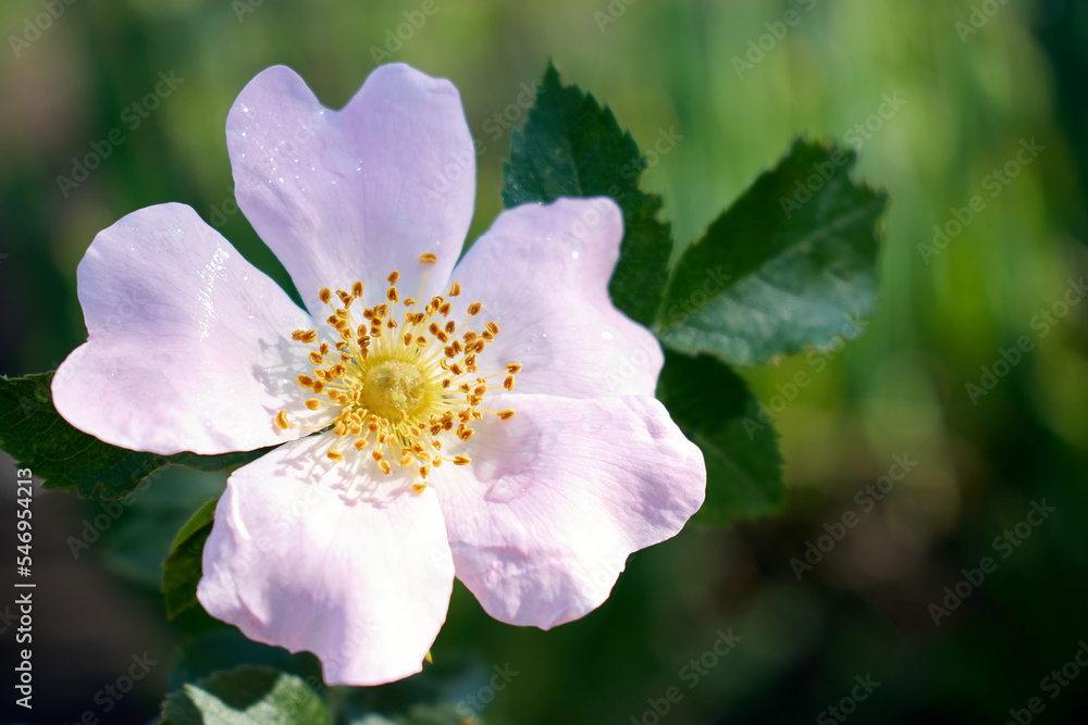 A beautiful flower with large pink petals with the main focus on the stamens of the flower
A beautiful flower with large pink petals with the main focus on the stamens of the flower