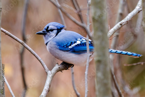 Blue jay (Cyanocitta cristata) sitting on a tree branch during fall in Wisconsin. 