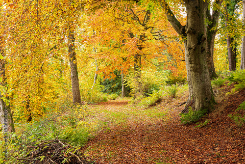 Autumn colours in the woodlands of Blairmore House near Torry, Aberdeenshire, Scotland UK