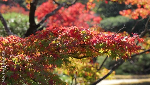 Maple trees leaves turned red in the fall in a japanese garden in autum photo