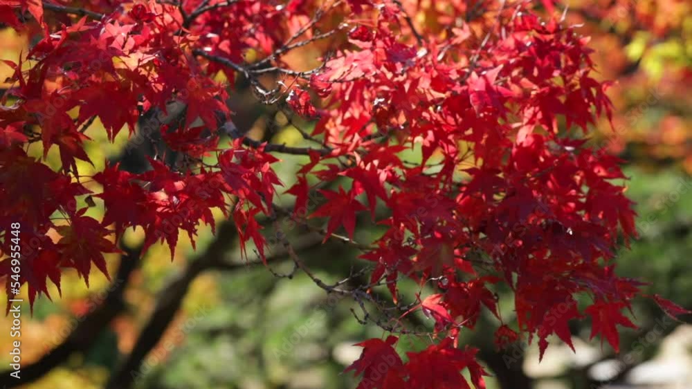 Maple trees leaves turned red in the fall in a japanese garden in autum Maple trees leaves turned red in the fall in a japanese garden in autum