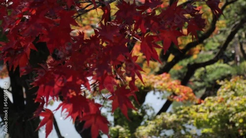 Maple trees leaves turned red in the fall in a japanese garden in autum photo