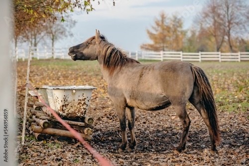Brown Konik horse standing by white rusty water containers on dry fallen leaves in the pen