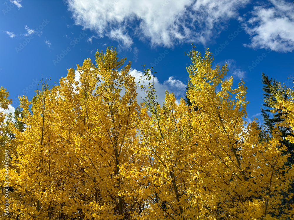 Fall foliage landscape in Colorado