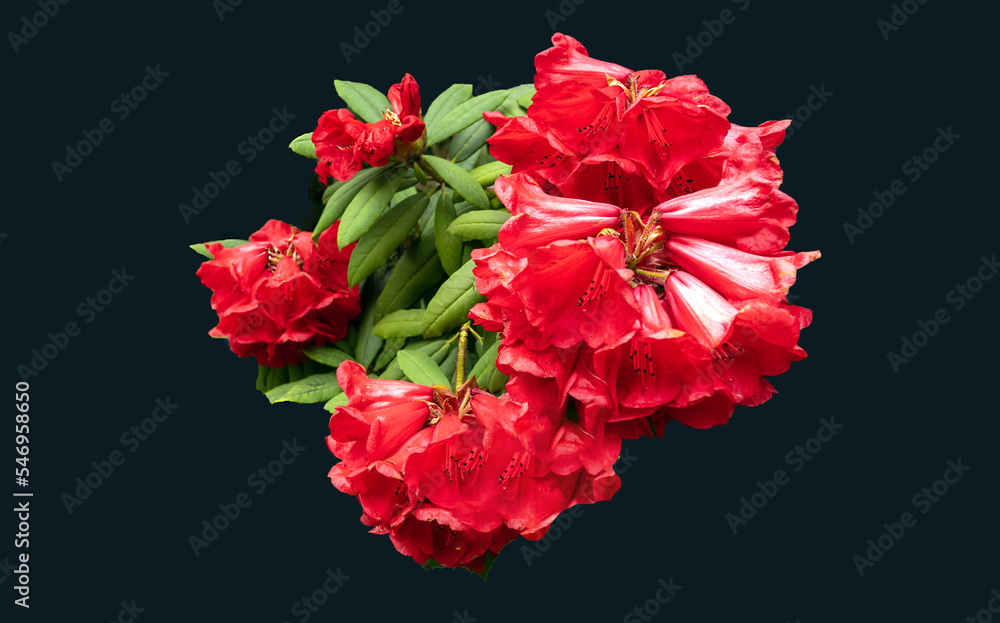 Red rhododendron isolated against dark background Red rhododendron isolated against dark background