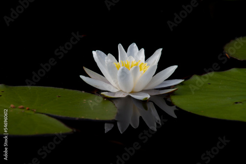 Nymphaea alba, the white waterlily, European white water lily or white nenuphar is an aquatic flowering plant in the family Nymphaeaceae