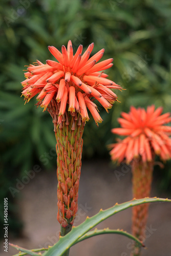 Aloen (Aloe) Aloe succotrina) Pflanze mit orangen Blüten, Affodillgewächs,   photo