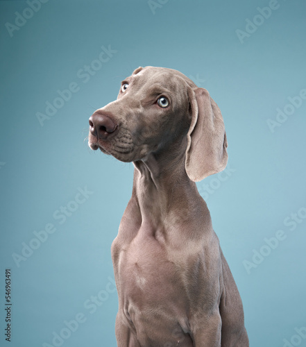 Wallpaper Mural Funny dog on a colored, pink-blue background. Happy Weimaraner puppy  Torontodigital.ca