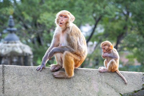 Photography Female and baby boy rhesus monkey sitting on the edge of a wall with view of a t