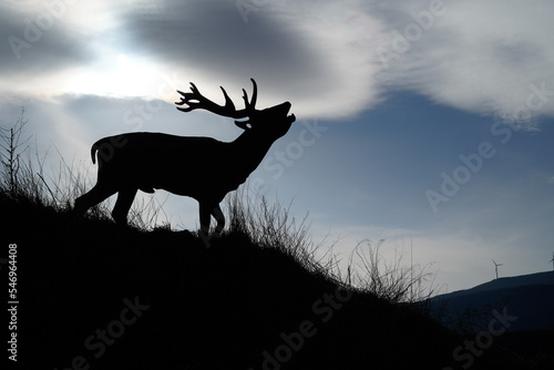Deer silhouette in rut