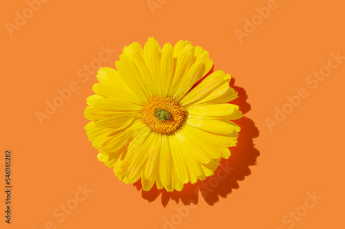 Calendula flower on orange pastel background