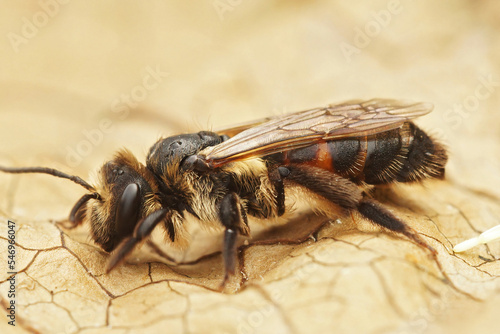 Closeup on a female of the oligolectic Bryony mining bee, Andrena florea sitting on a dried leaf photo