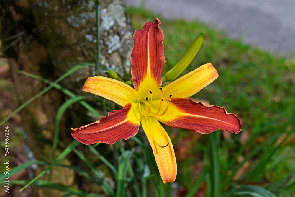 Daylily (Hemerocallis 'bicolor') on garden Daylily (Hemerocallis 'bicolor') on garden