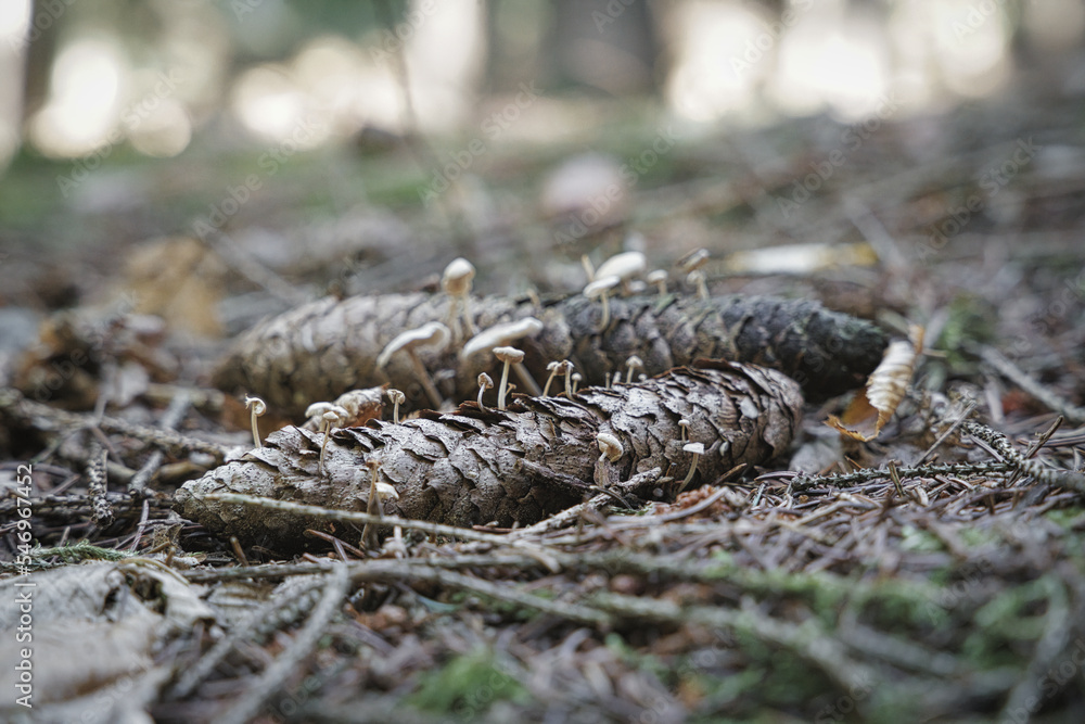 mushrooms in the forest mushrooms in the forest