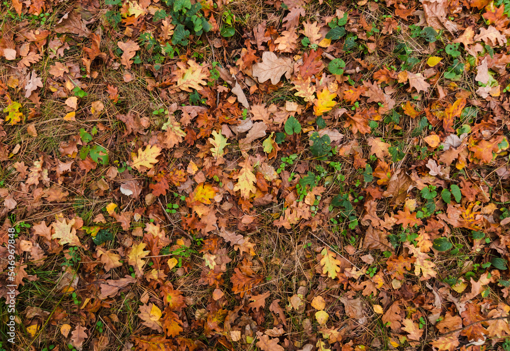 Colorful bright seasonal autumn background pattern. Vibrant carpet of fallen forest leaves. Outdoor. Brown yellow red orange oak leaves in autumn forest Colorful bright seasonal autumn background pattern. Vibrant carpet of fallen forest leaves. Outdoor. Brown yellow red orange oak leaves in autumn forest