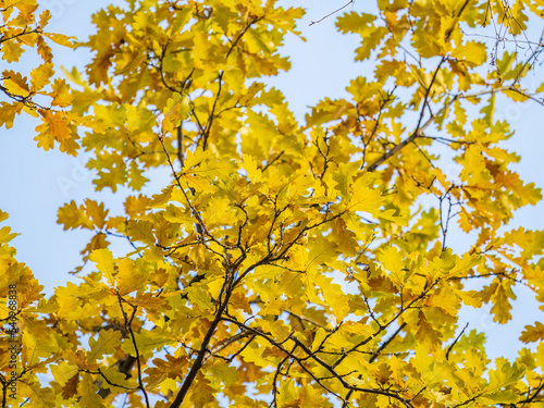 Oak branches with yellow leaves in autumn park