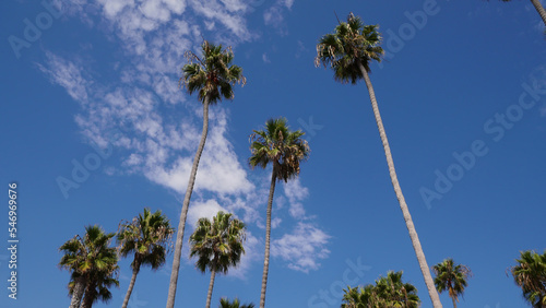 Group of gigantic palm trees at the San Clemente Pier in Orange County, California, USA