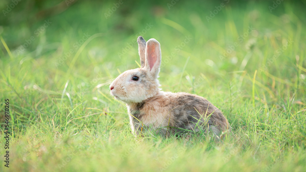 Fototapeta premium Little rabbit on green grass with background of natural in summer day at during the sunset.