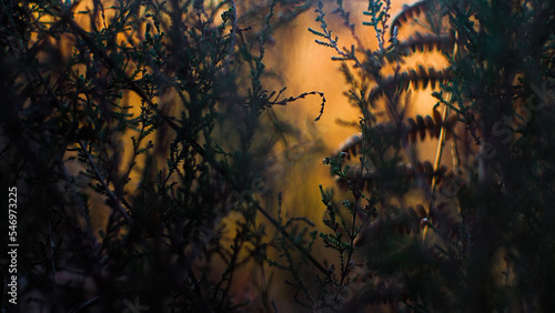 Macro de fougères sauvages aux teintes orangées, photographiées pendant le crépuscule