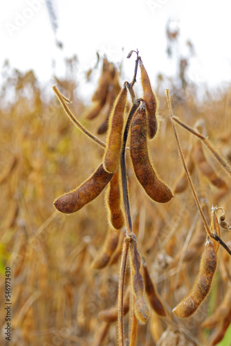 Ripe soybean pods, close up. Agricultural soy plantation on field.