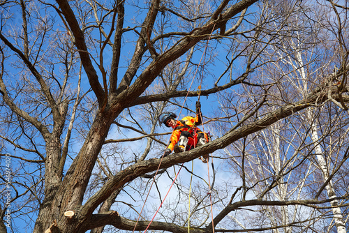Tree surgeon. Working with a chainsaw. Sawing wood with a chainsaw.