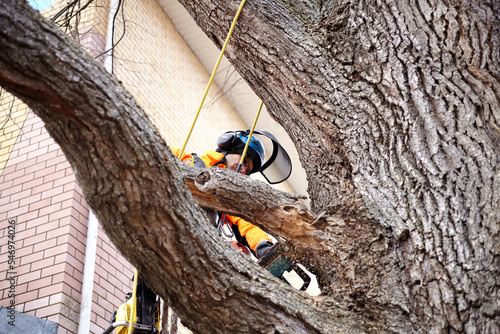 Tree Surgeon. Deleting the emergency tree. Cutting down an old oak tree.